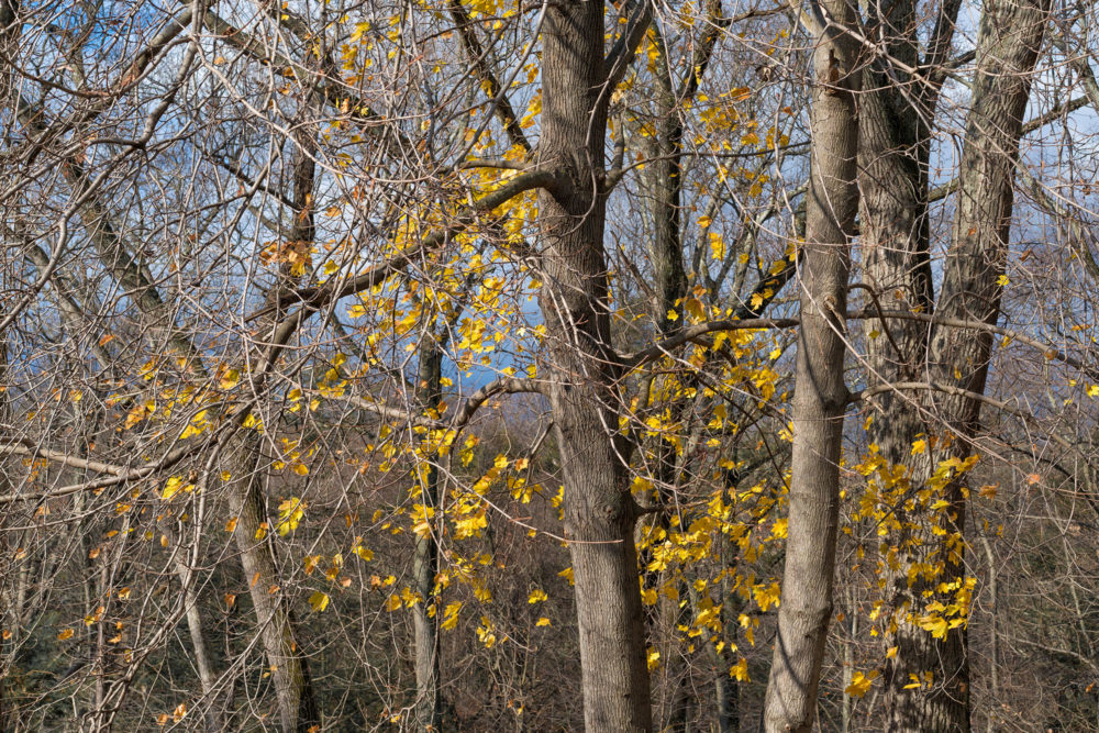 Fall Color, Montgomery Pinetum