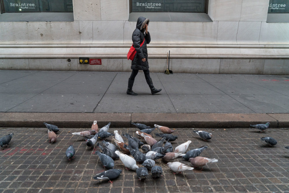 Wall Street, Pigeons and Pedestrian
