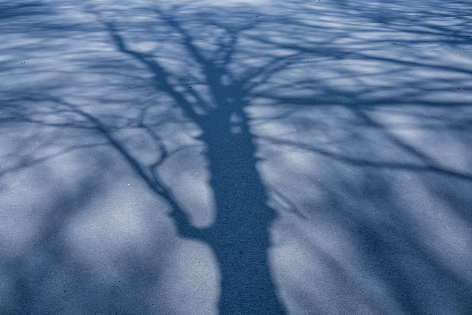 Winter Shadow