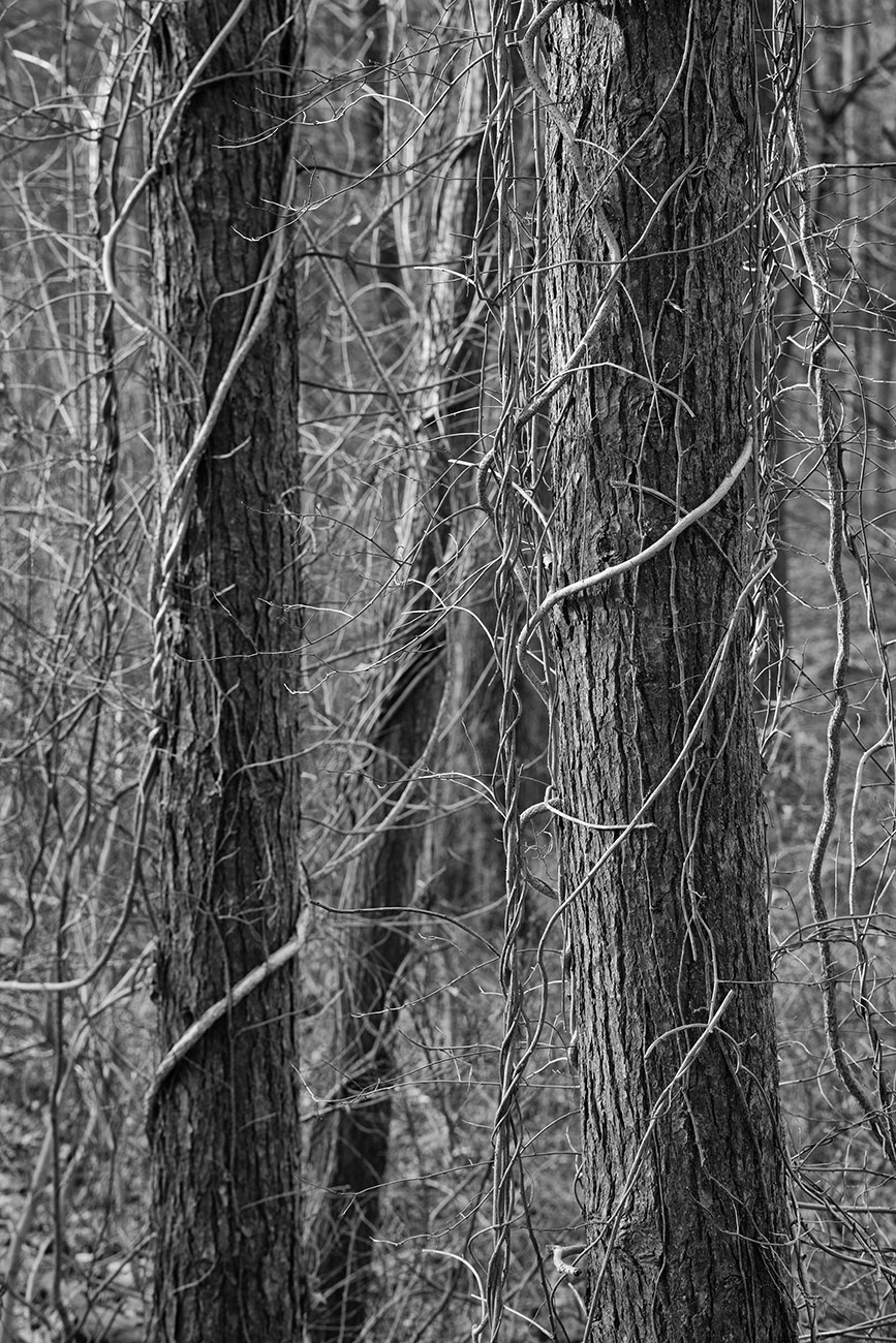 Bare Trees and Vines, Montgomery Pinetum