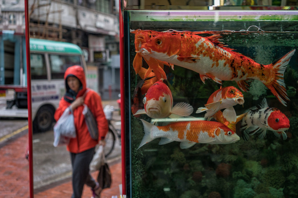 Hong Kong Koi Fish