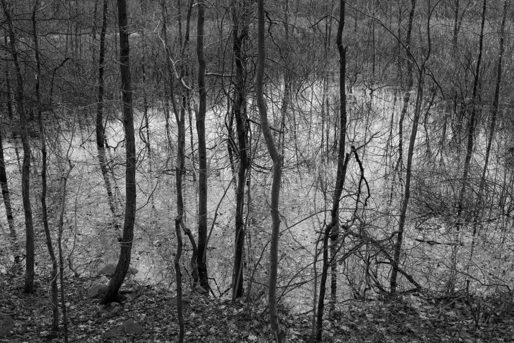 Winter Pond, Mianus RIver Park