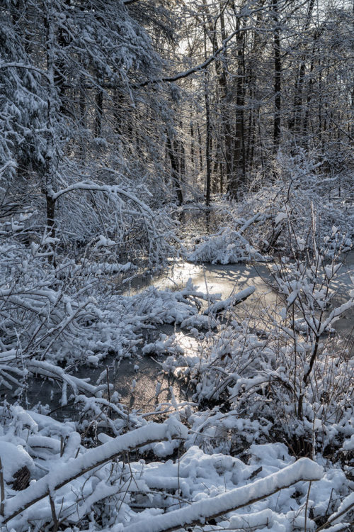 Snow, Montgomery Pinetum #1