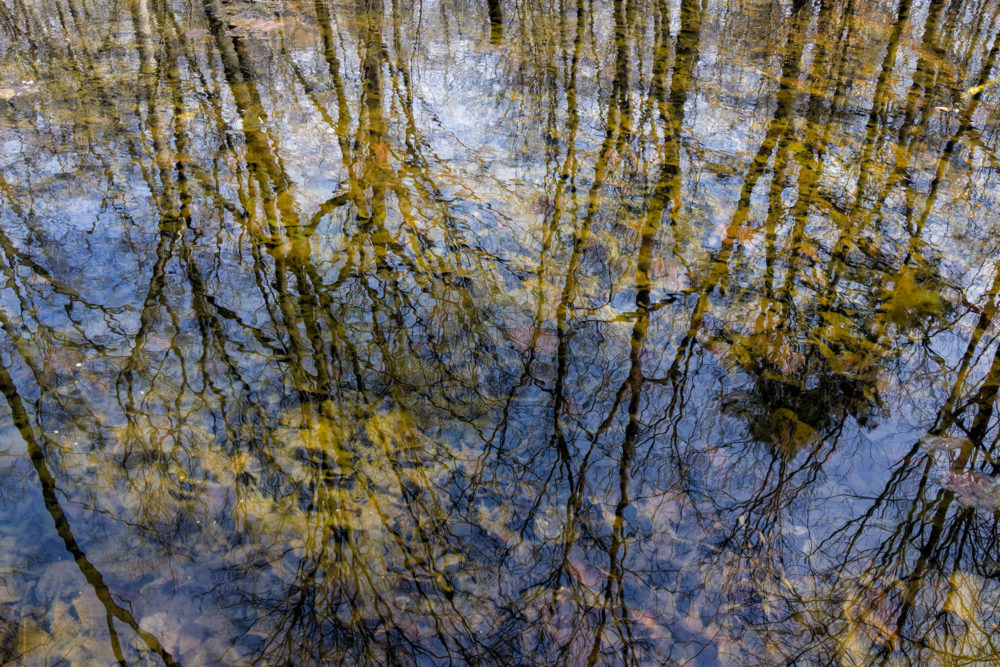 Woodland Reflection, Montgomery Pinetum