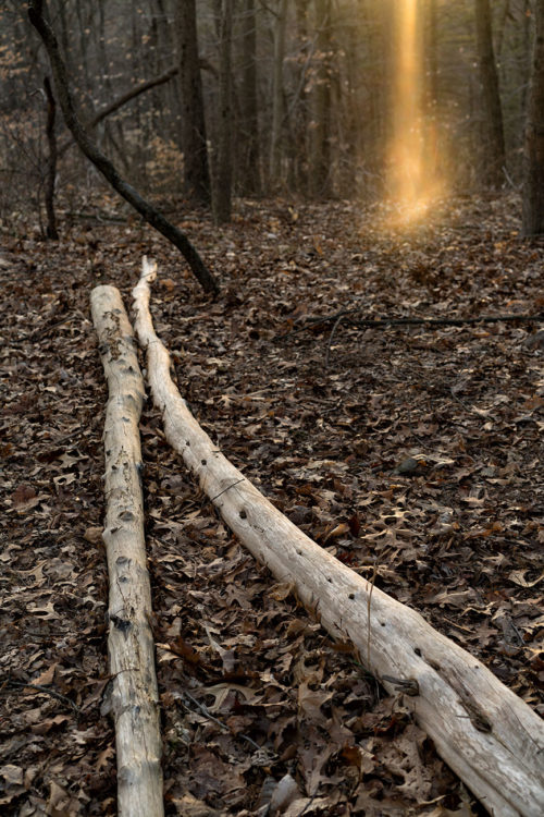 Ray of Light and Fallen Tree, Montgomery Pinetum