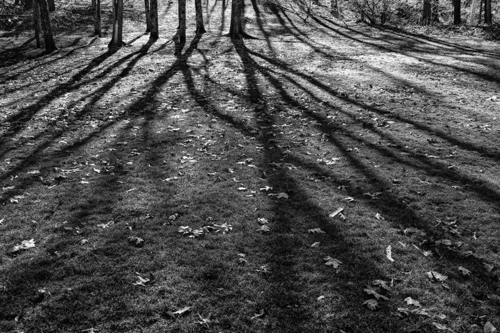 Woodland Shadows, Montgomery Pinetum
