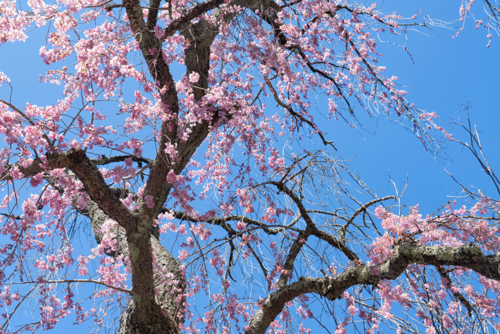 Cherry Blossoms, Montgomery Pinetum