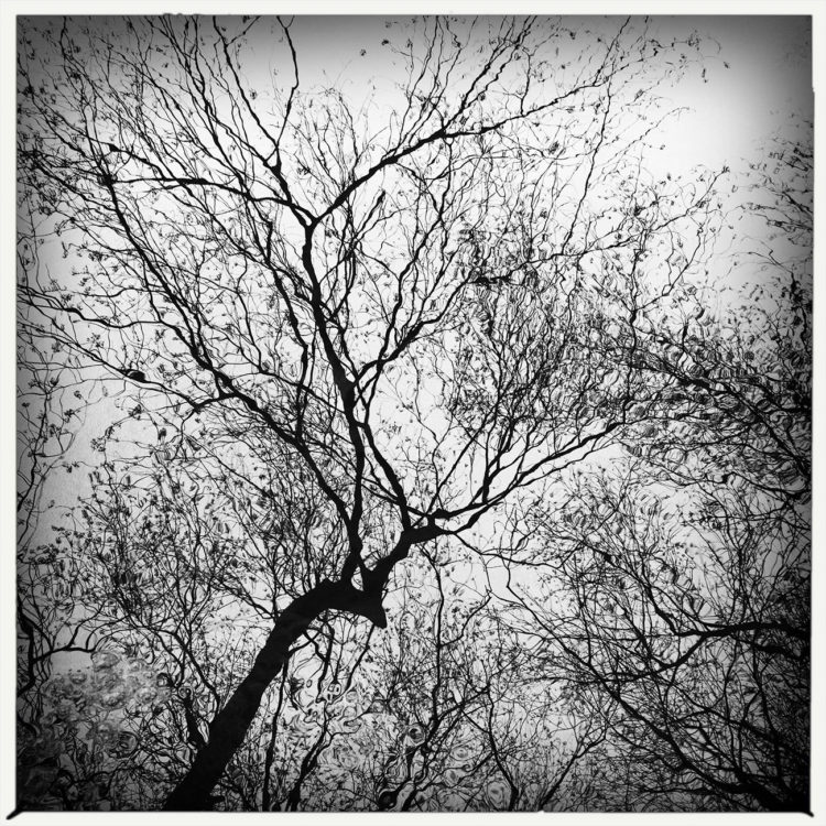 Reflection, Bare Tree