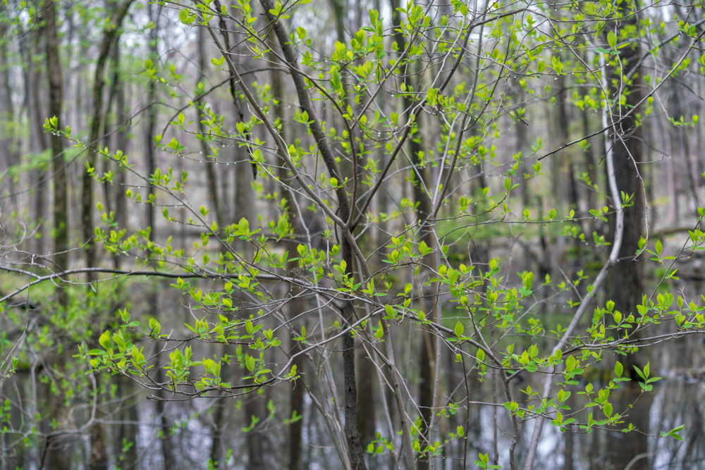 Swamp and Tender Foliage