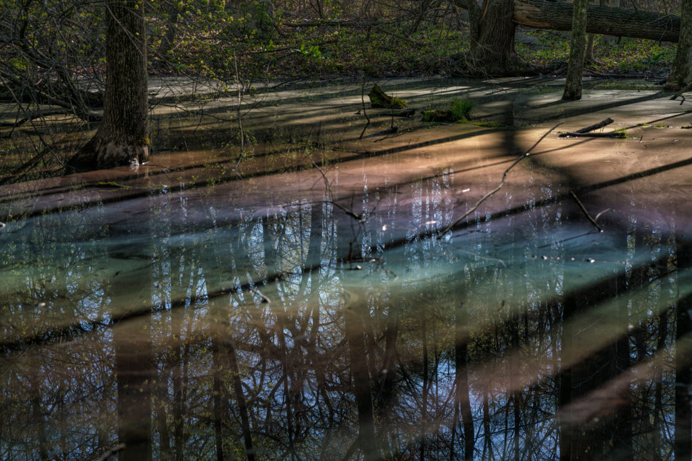 Rainbow Swamp, Montgomery Pinetum