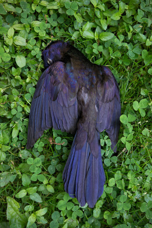 Dead Bird in Clover