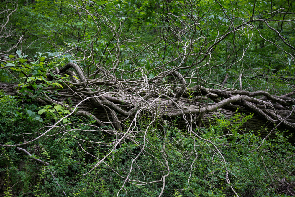 Fallen Tree, Montgomery Pinetum