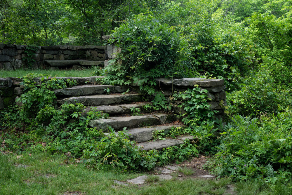 Overgrown Stairway