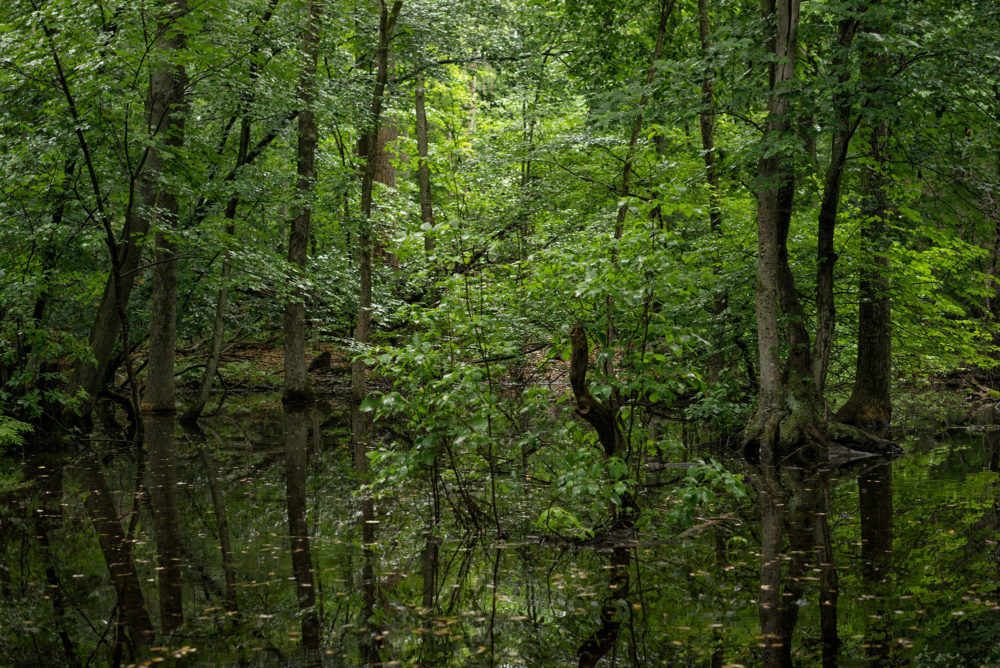 Woodland Swamp
