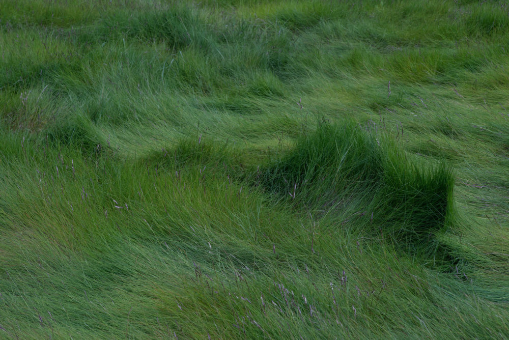 Dune Grasses, Greenwich Point Park