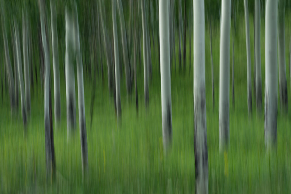 Blurred Aspen Trees, Tabernash, Colorado