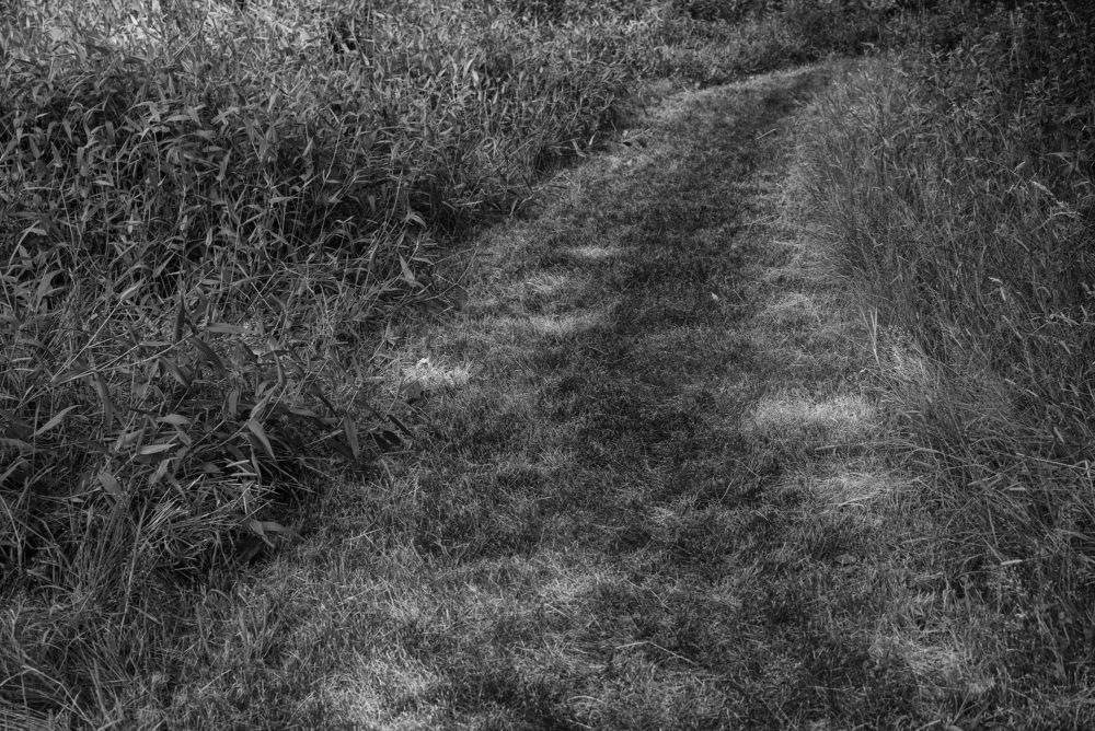 Grass Path, Montgomery Pinetum