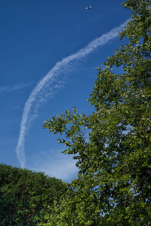 Contrail and Trees