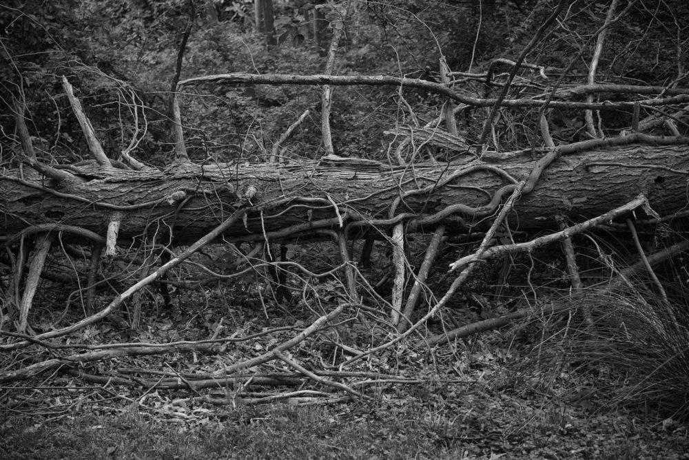 Fallen Tree, Montgomery Pinetum