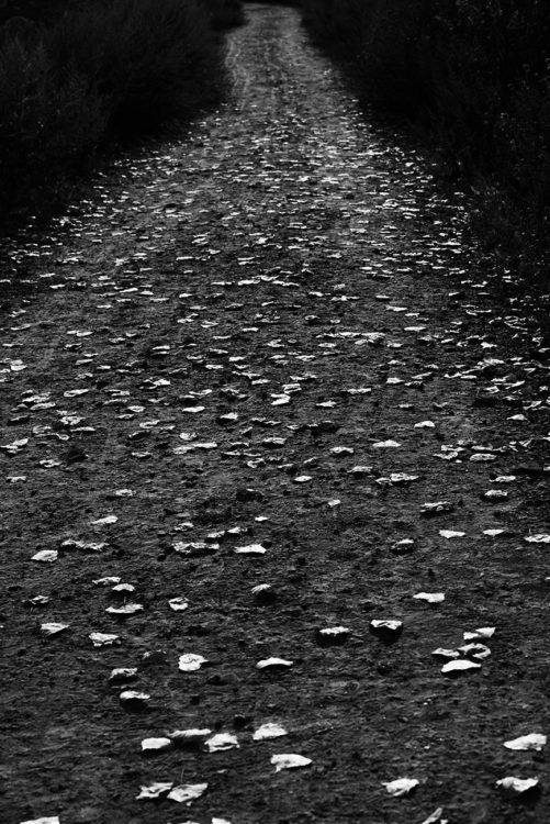 Autumn Path, Greenwich Point Park