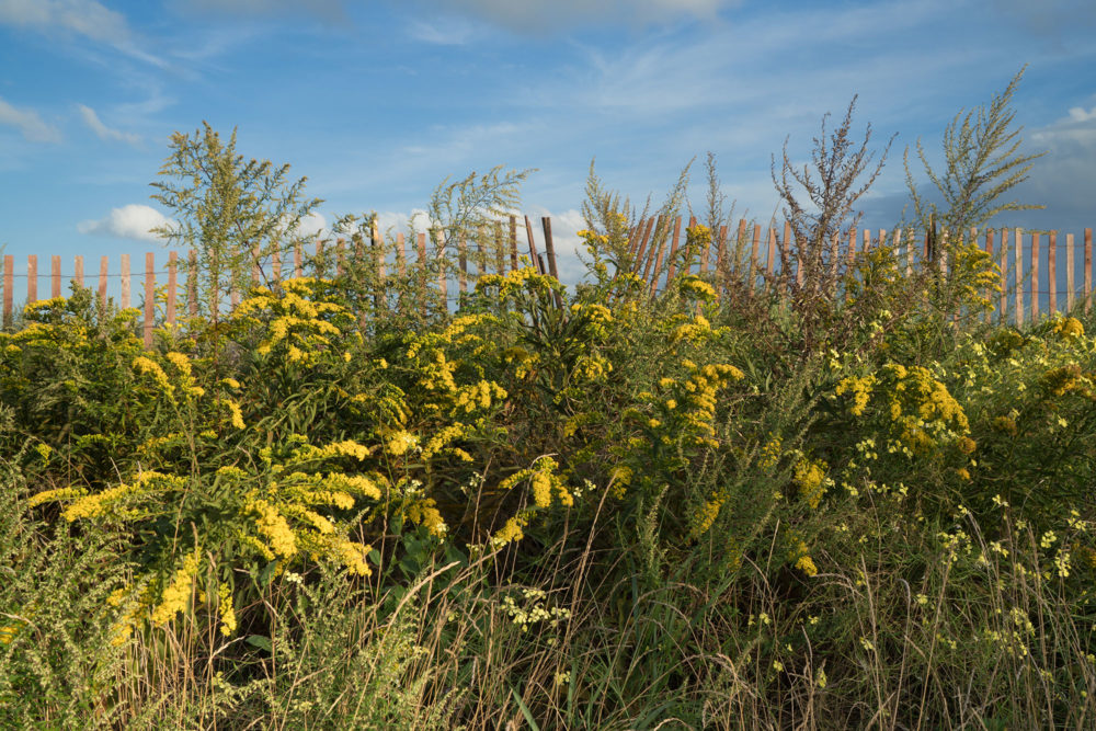 Goldenrod, Greenwich Point Park