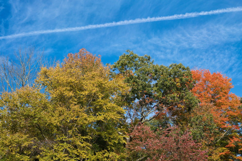 Fall Color and a Contrail