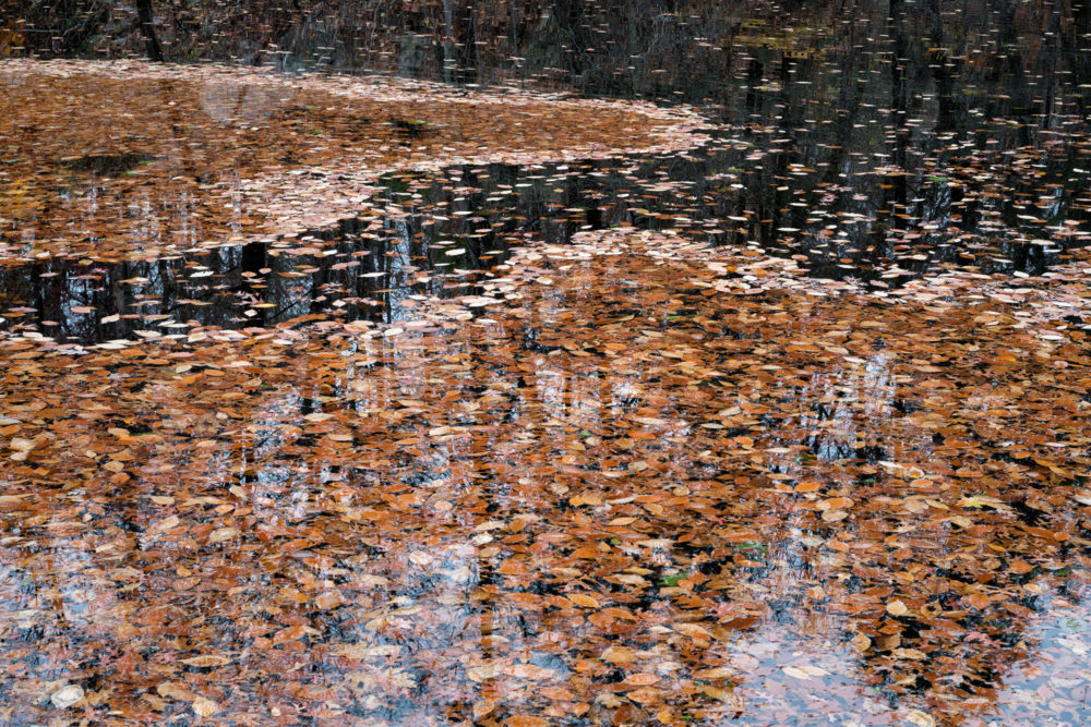 Leafy Lake, Montgomery Pinetum