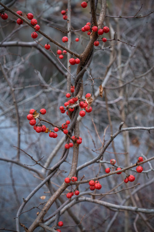 Red Berries, Montgomery Pinetum