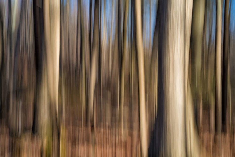 Blurred Forest, Montgomery Pinetum
