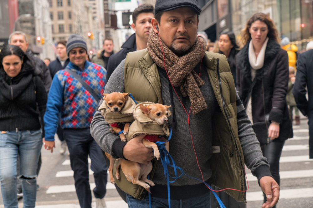 Dog Walker, Fifth Avenue