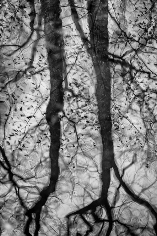 Bare Trees, Reflected