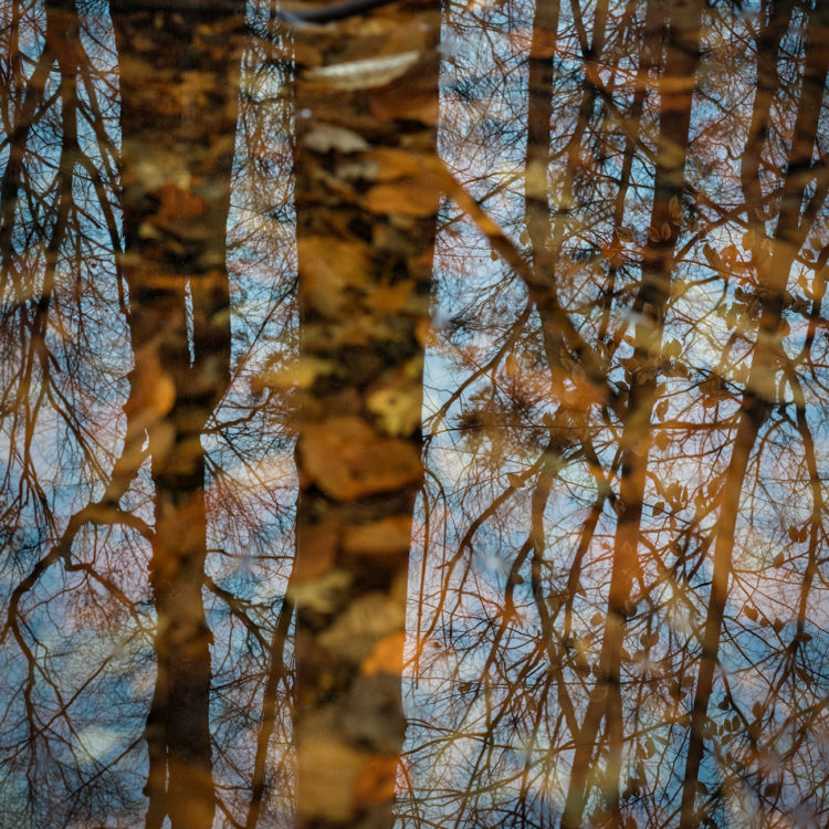 Woodland Reflection, Montgomery Pinetum