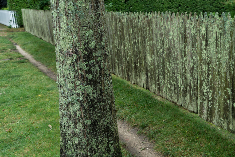 Lichen, Tree, Fence, Path