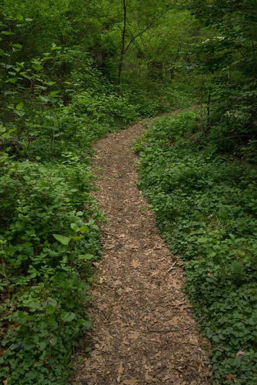 Woodland Path, Montgomery Pinetum