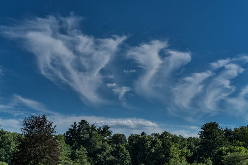 Clouds, Montgomery Pinetum