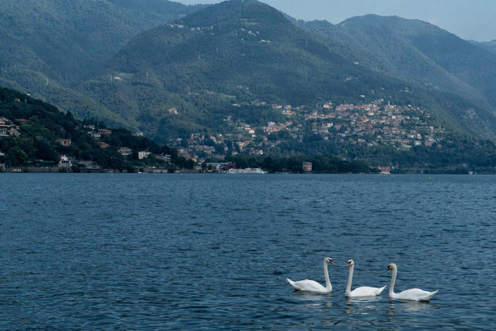 Swans, Lake Como