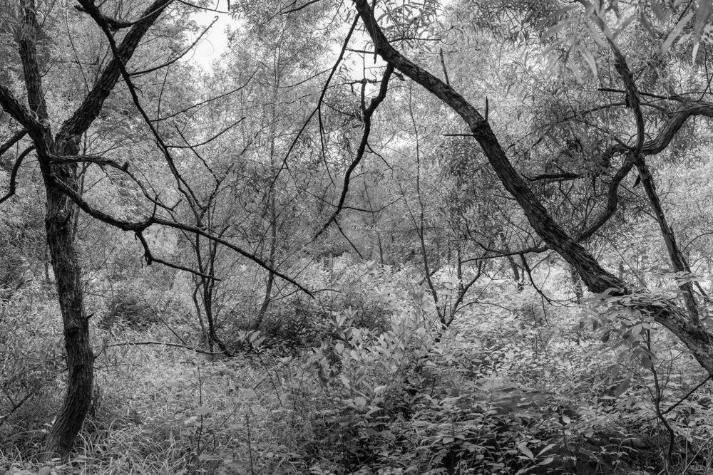 Trees, Mianus River Park