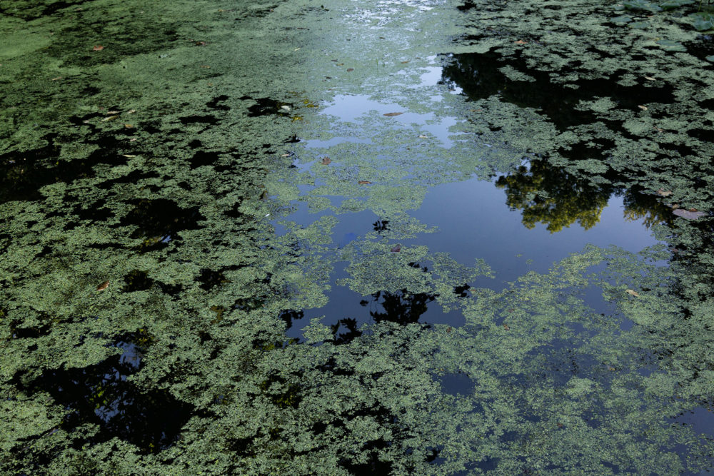 Algae Choked Lake, Montgomery Pinetum