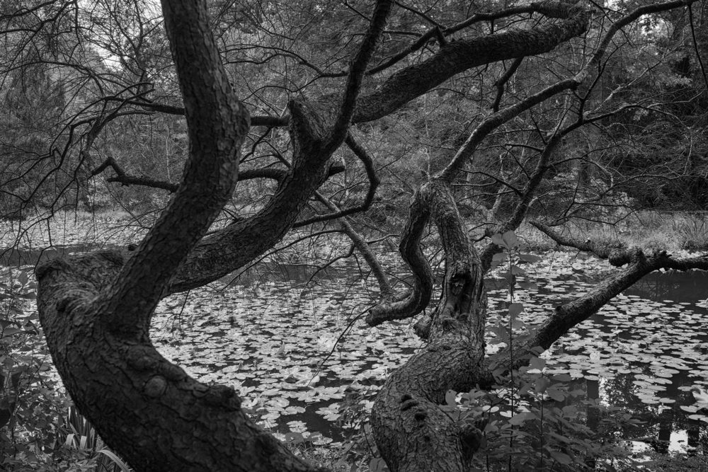 Gnarled Tree, Montgomery Pinetum
