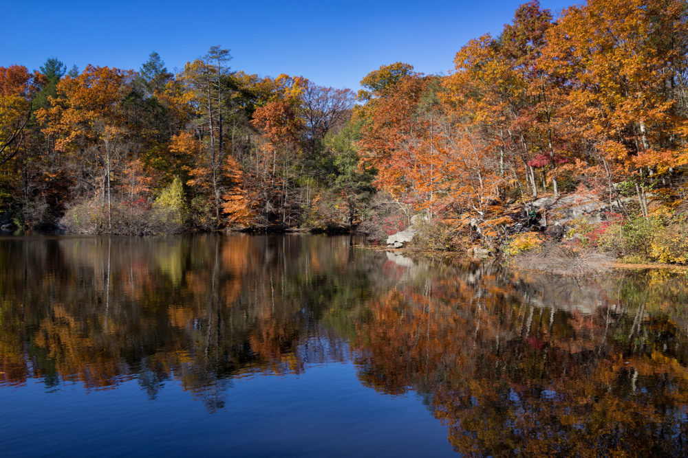 Lake Reflection, Montgomery Pinetum