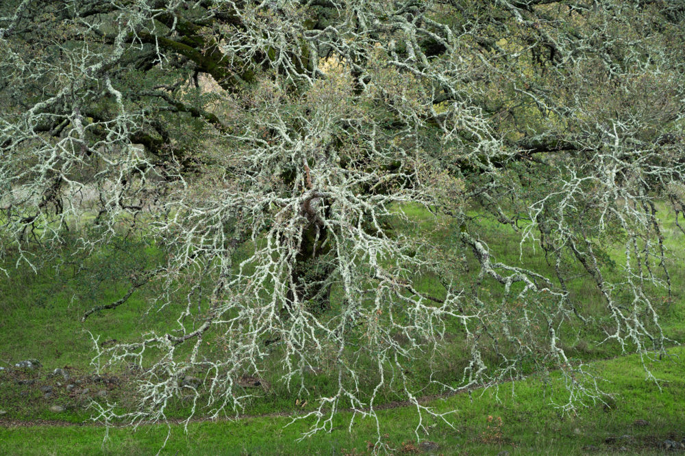 Lichen and Moss, Sonoma Valley Regional Park