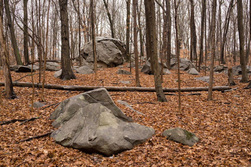 Rocks and Bare Trees, Mianus River Park