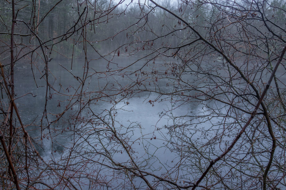 Foggy Morning, Montgomery Pinetum