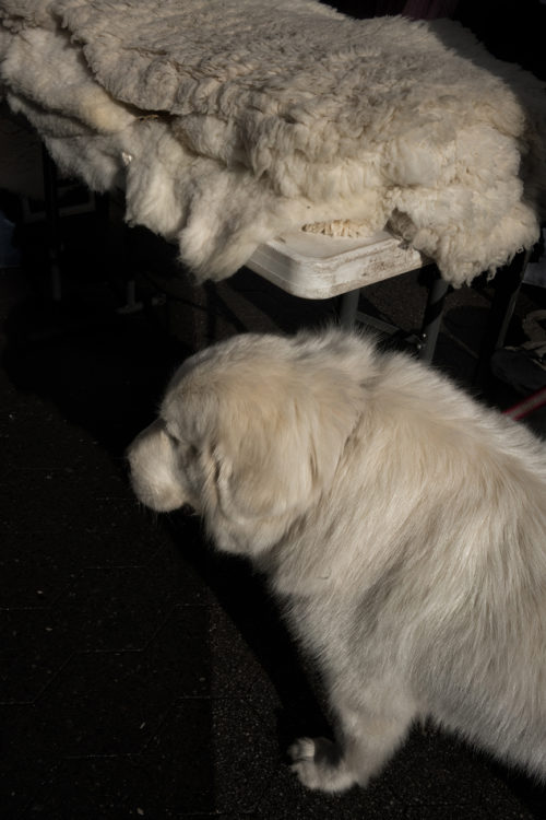 Dog and Sheepskin, Union Square