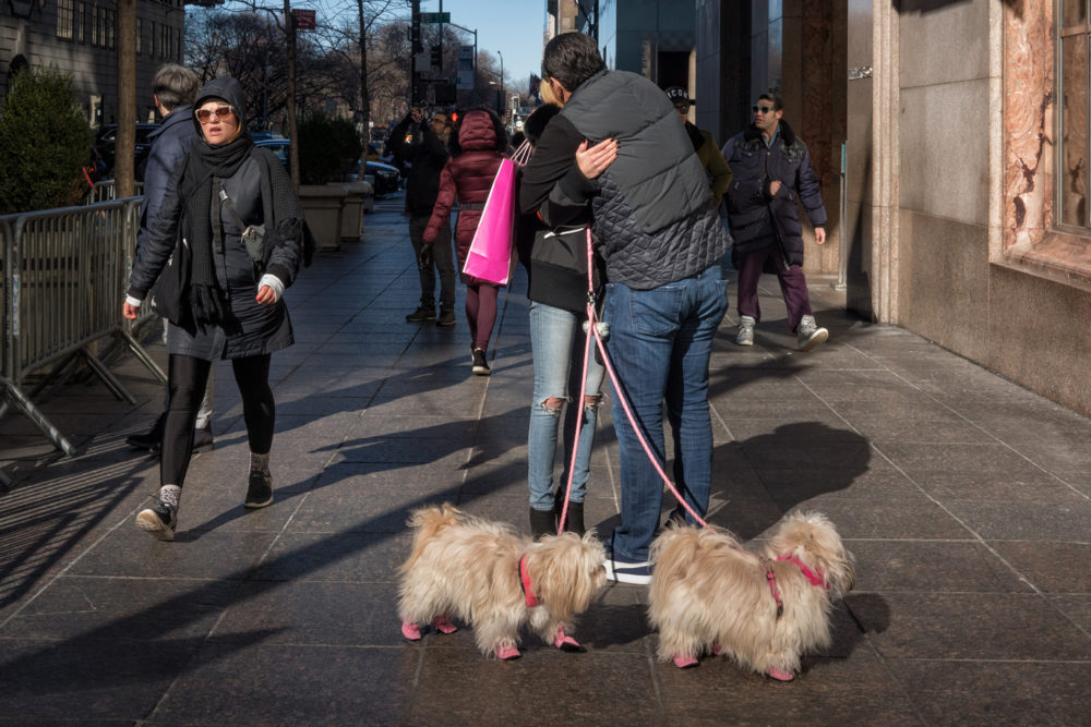 Two Dogs and an Embrace, Fifth Avenue