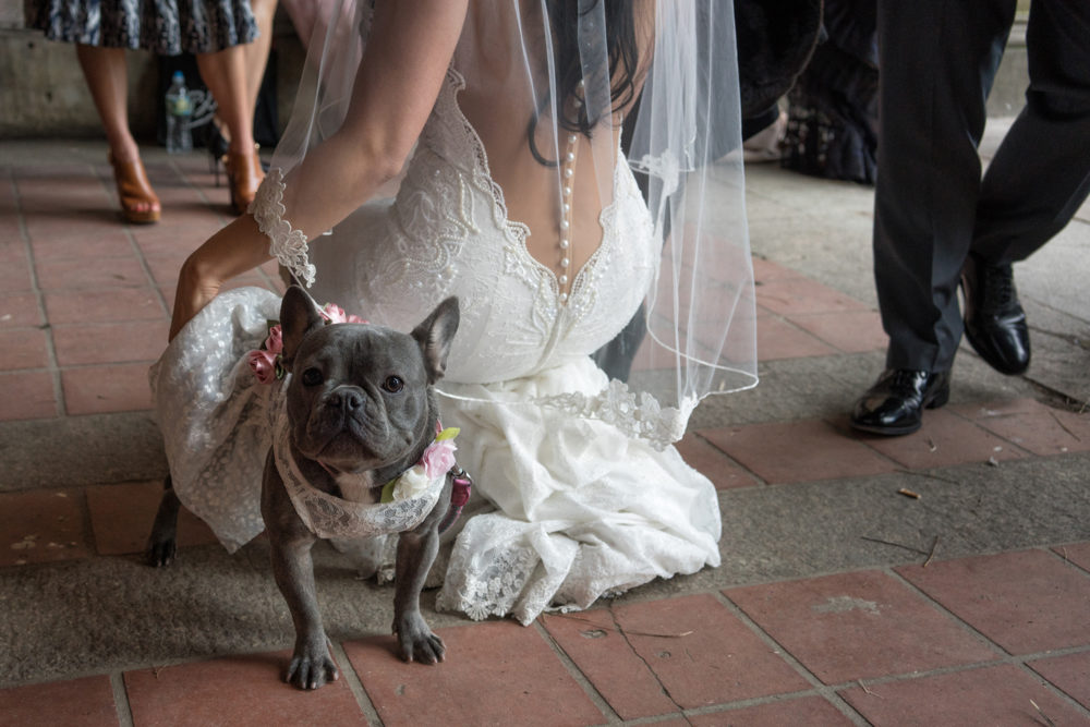 Bride and Dog, Bethesda Terrace