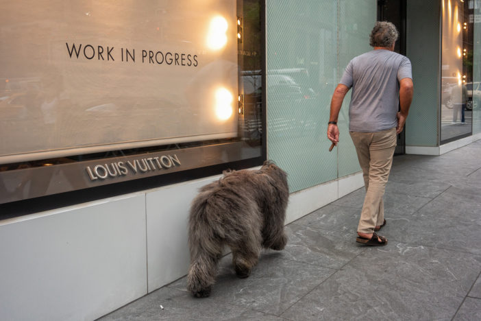 A Dog and a Cigar, Fifth Avenue