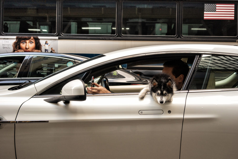 Dogs in Cars, Fifth Avenue