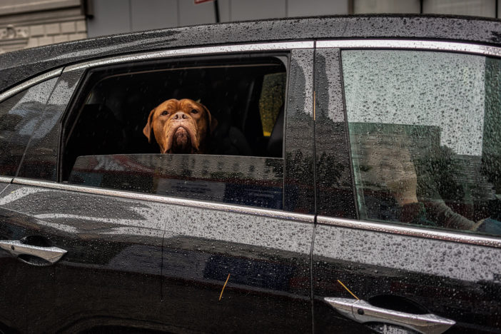Dogs in Cars