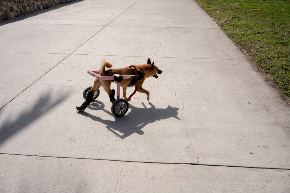 Dog on Wheels, South Beach